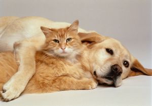 CAT AND DOG TOGETHER