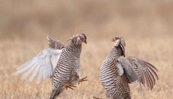 Prairie Chicken Battle