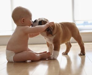 English Bulldog Puppy Licking Baby