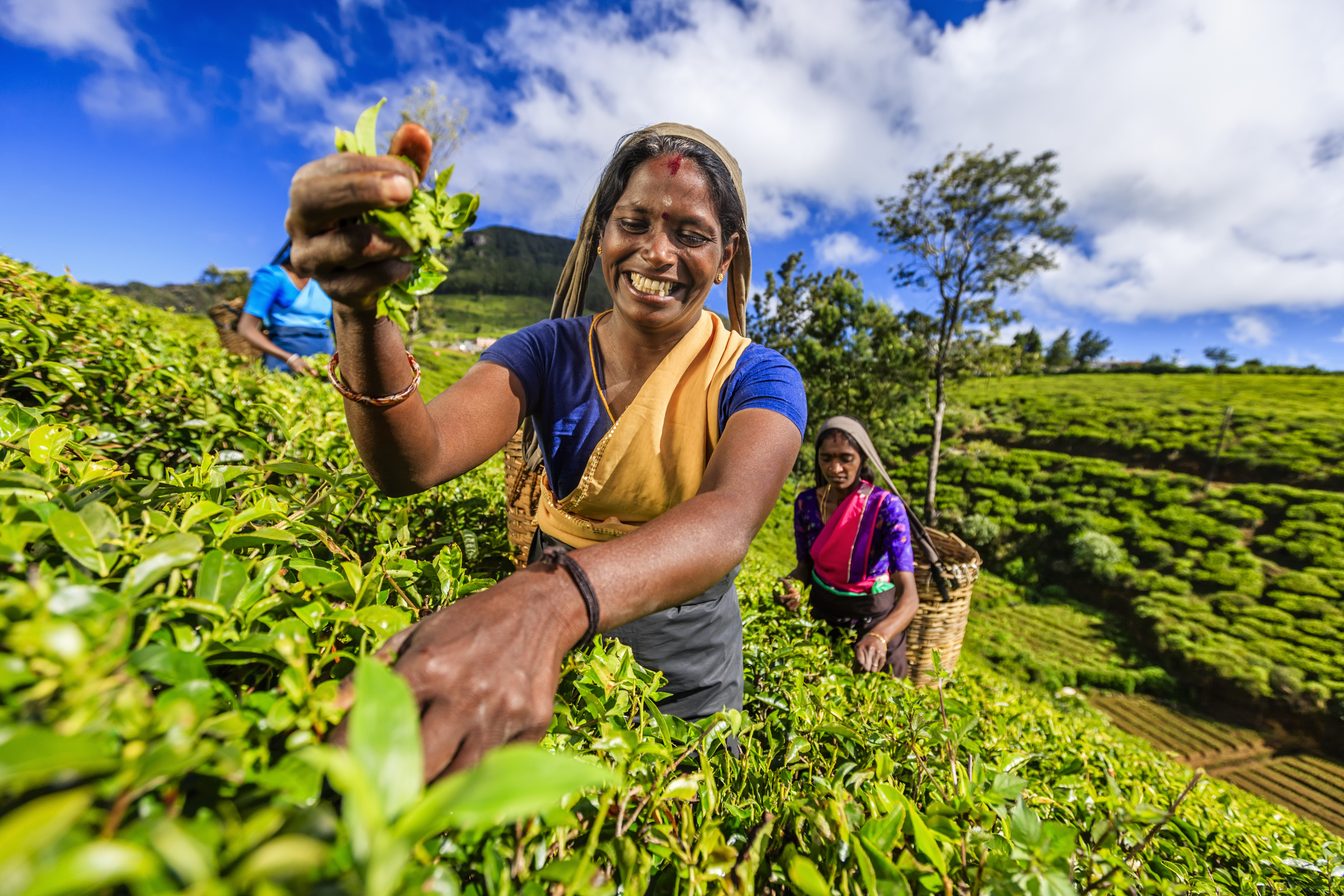 Tamil women plucking tea leaves on plantation, Ceylon