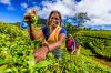 Tamil women plucking tea leaves on plantation, Ceylon