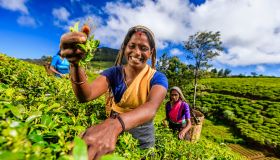Tamil women plucking tea leaves on plantation, Ceylon