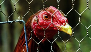 Cockfight in Colombia