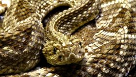 Close-Up Of Snake