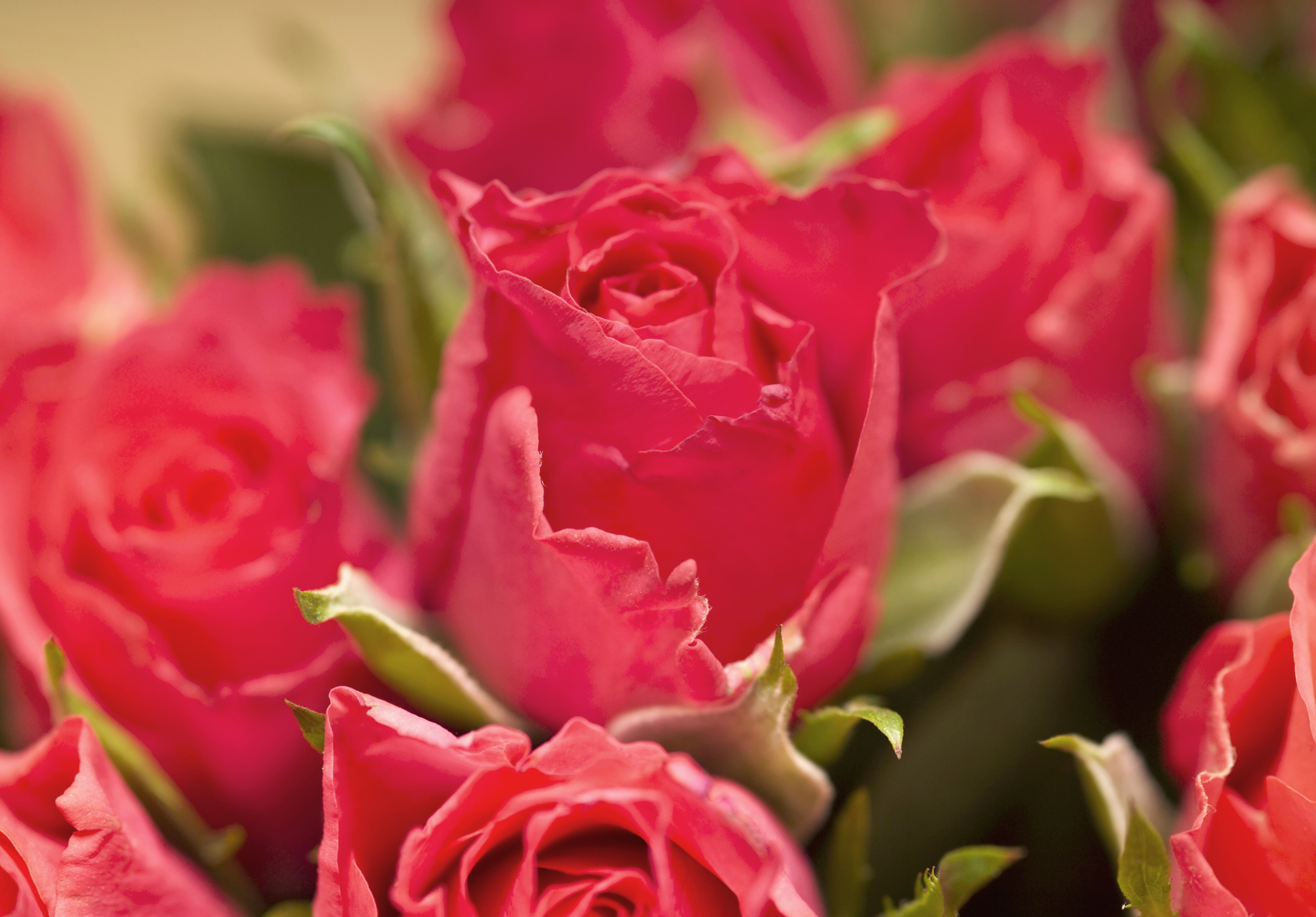 Red roses (close-up)