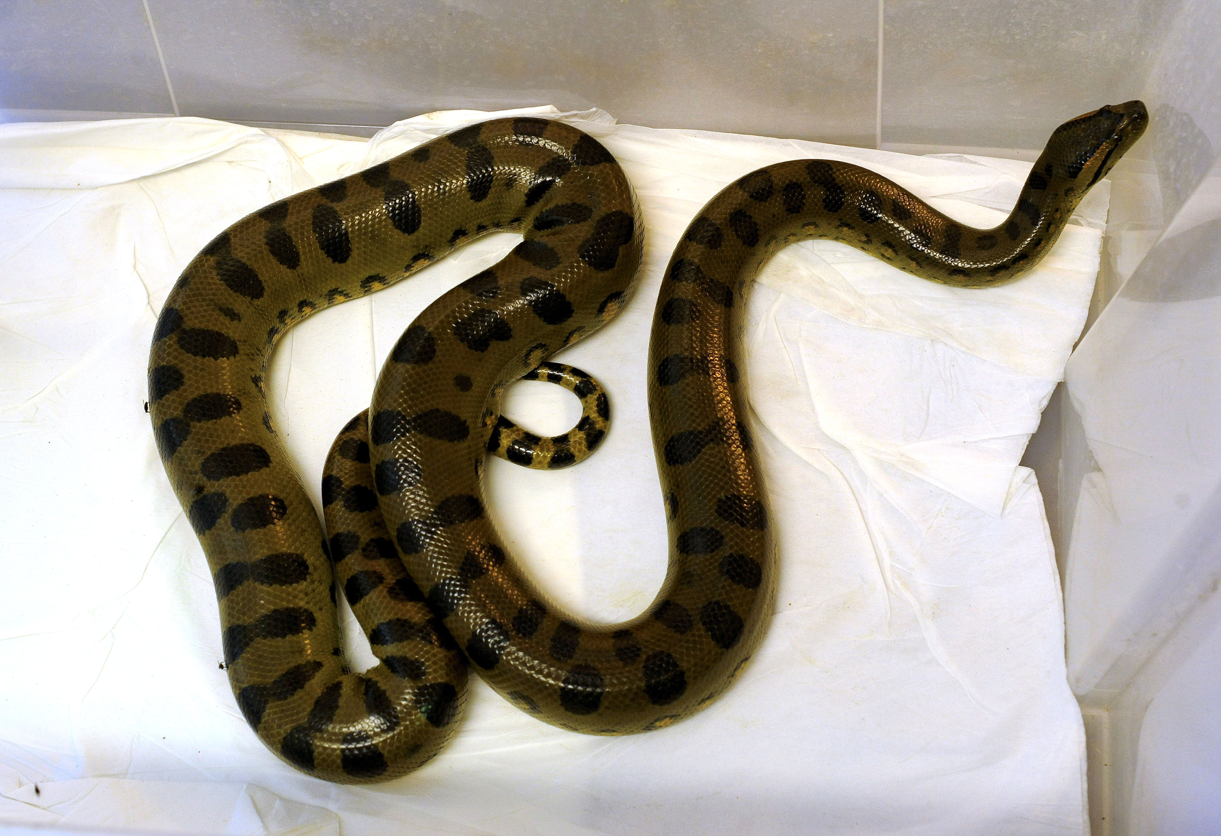 This picture taken on September 20, 2010