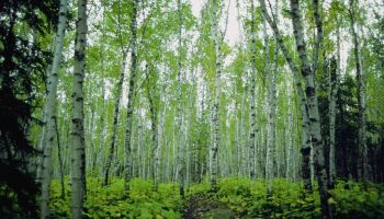 Low angle view of birch trees in a forest, Minnesota, USA