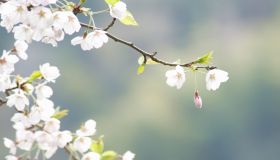 Cherry blossoms on branch
