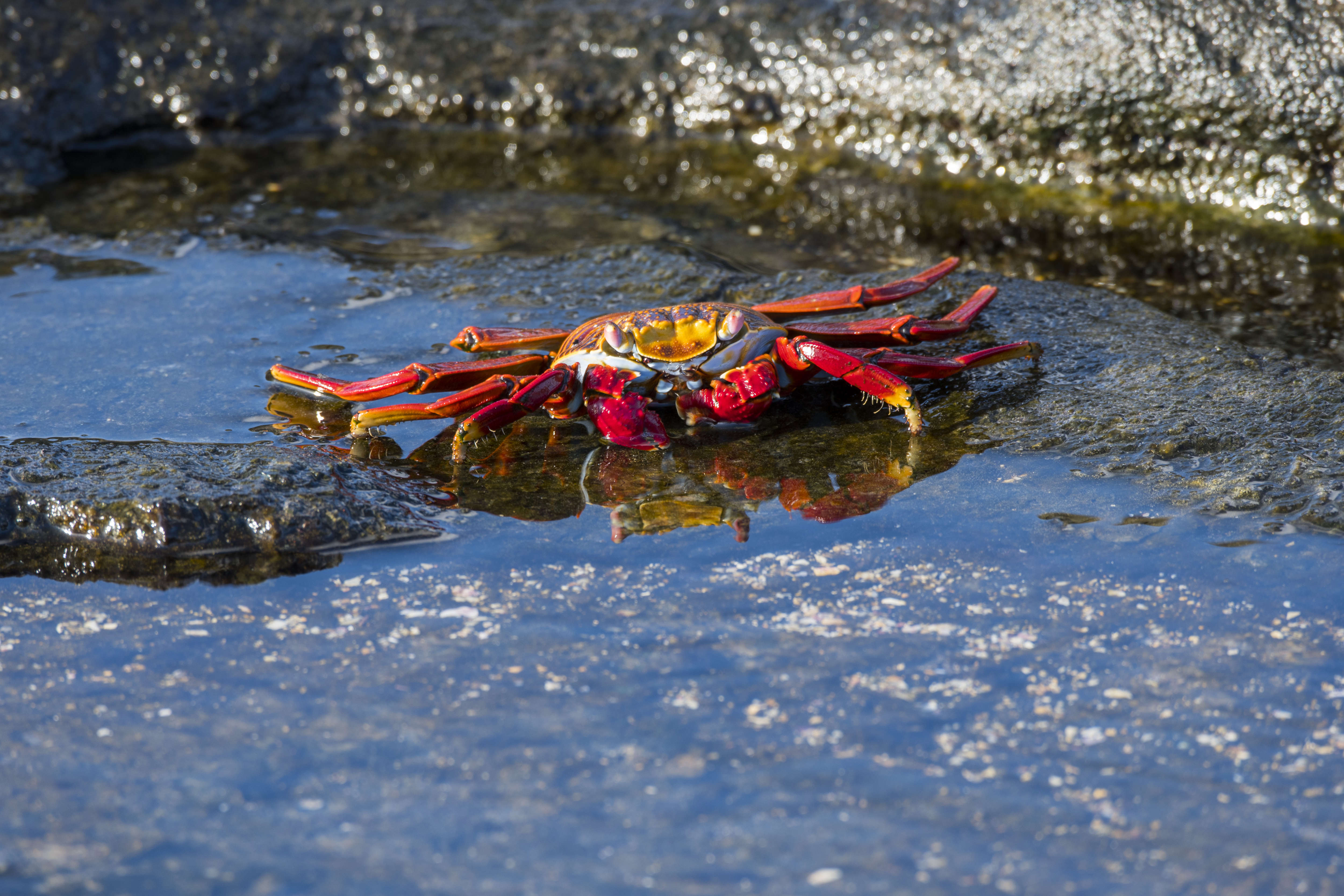 A Sally lightfoot crab (Grapsus grapsus) on lava rocks along...