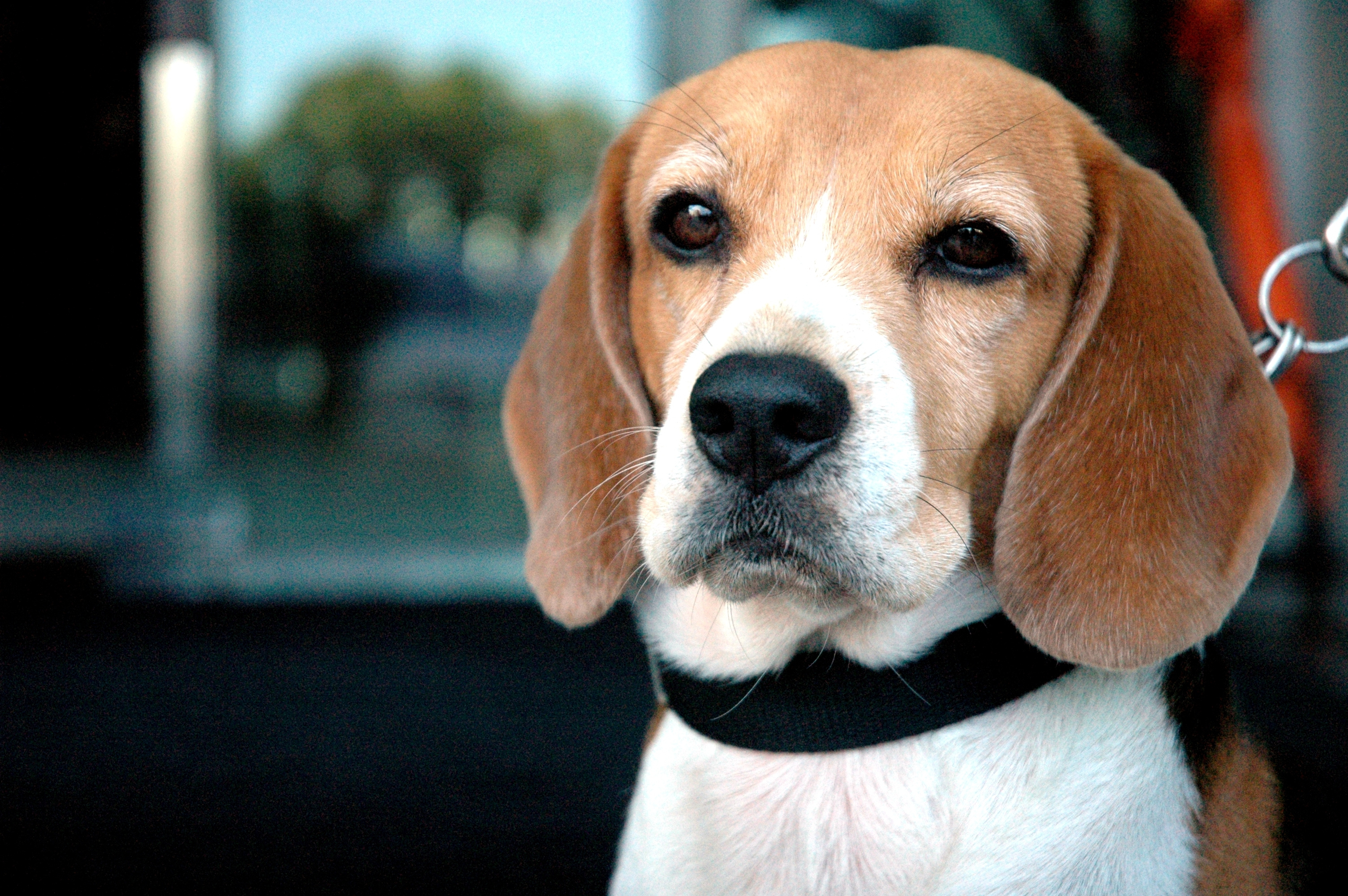 Close-Up Portrait Of Dog