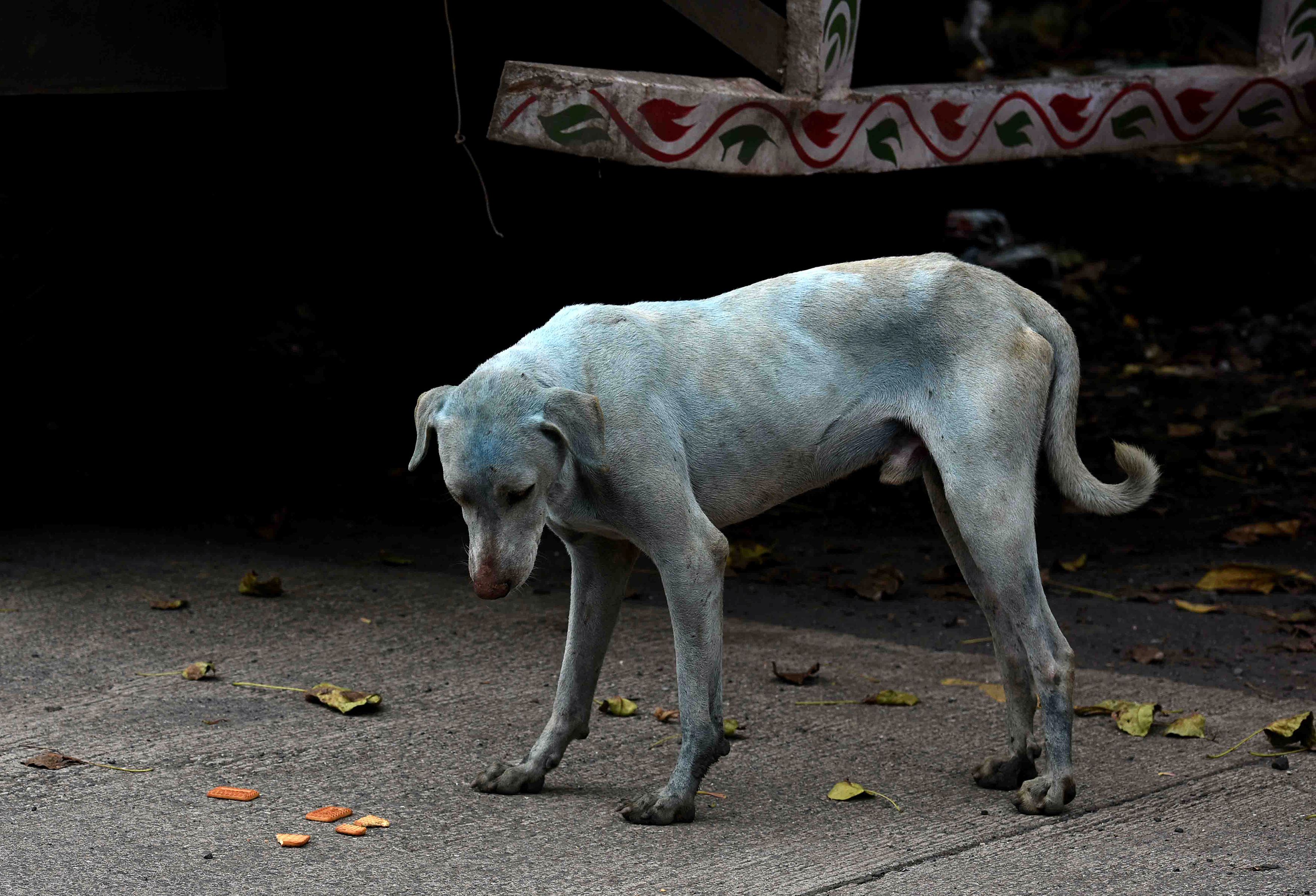 INDIA-ENVIRONMENT-DOGS-POLLUTION-WATER