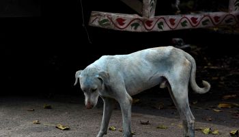 INDIA-ENVIRONMENT-DOGS-POLLUTION-WATER