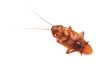 Close-Up Of Cockroach On White Background