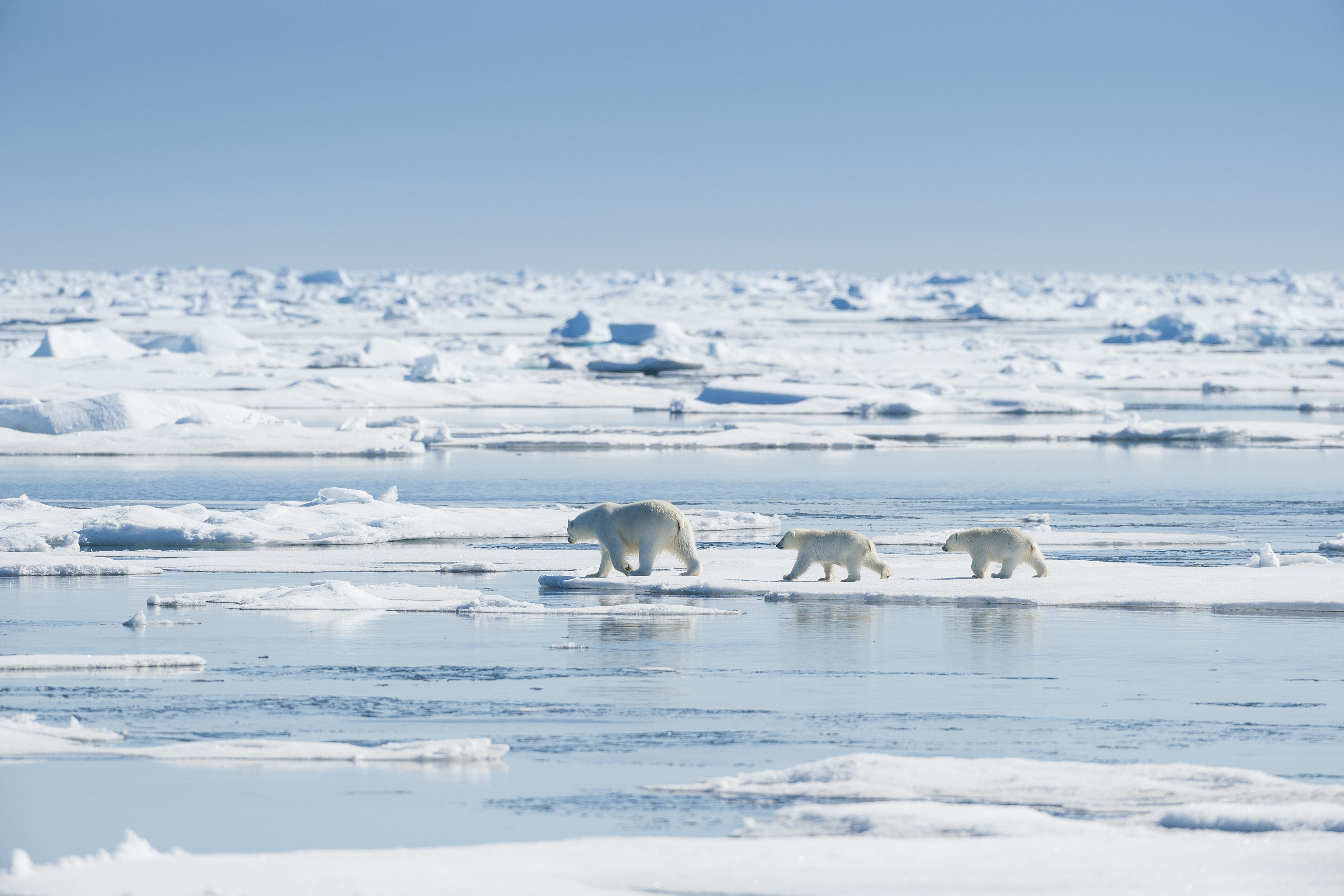 Polar Bear, Ursus maritimus, Mother with Two Cubs, North East Greenland Coast, Greenland, Arctic