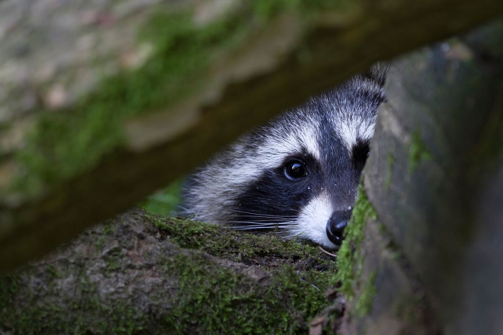 Portrait Of Raccoon Seen Through Branches