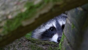 Portrait Of Raccoon Seen Through Branches