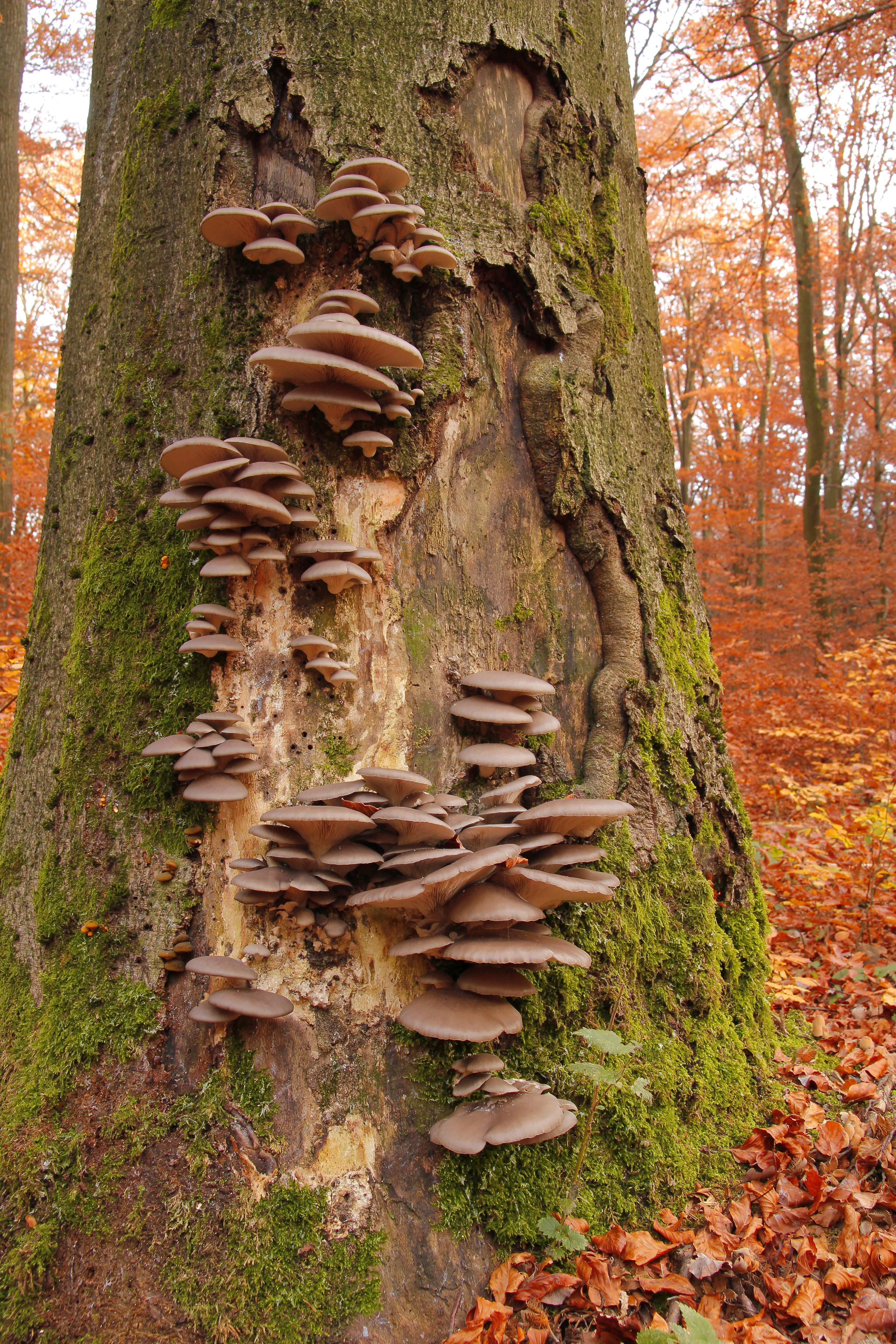 Wild-growing Oyster mushrooms -Pleurotus ostreatus-, on a beech tree trunk -Fagus sylvatica-, Taunus, Hesse, Germany, Europe