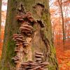 Wild-growing Oyster mushrooms -Pleurotus ostreatus-, on a beech tree trunk -Fagus sylvatica-, Taunus, Hesse, Germany, Europe
