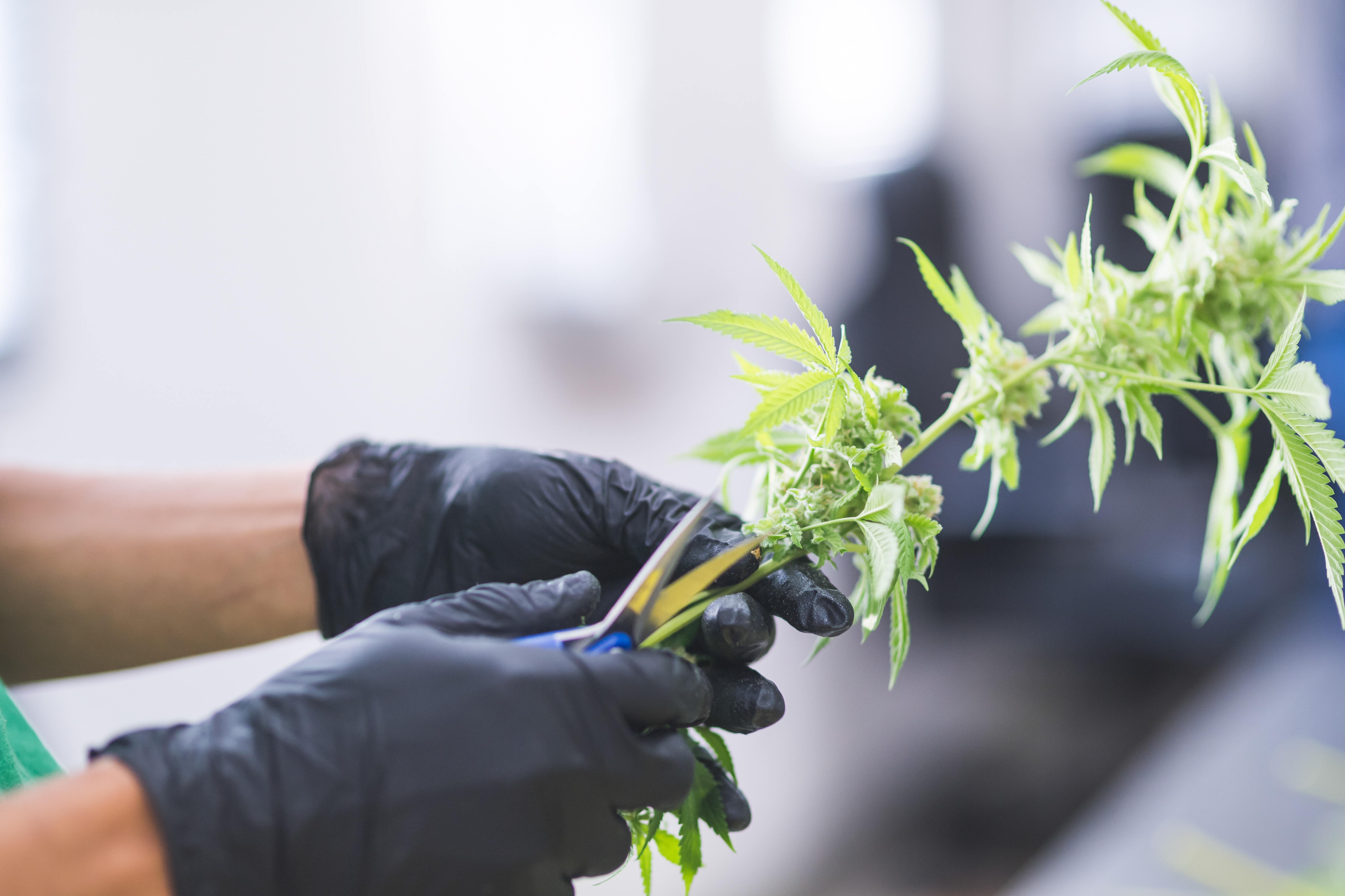 Cannabis plants grow under artificial lights