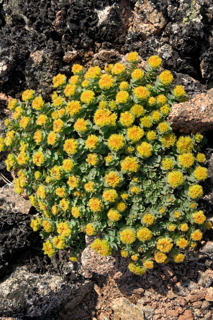 Roseroot Stonecrop flowers on the tundra - Greenland