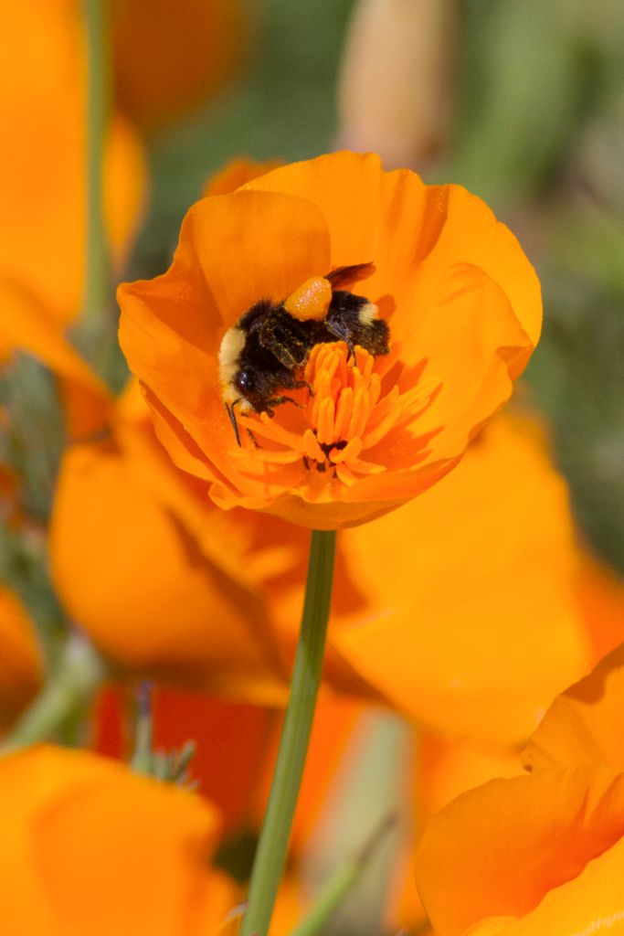 Bumble Bee cover iln pollen in Calilfornia Poppy