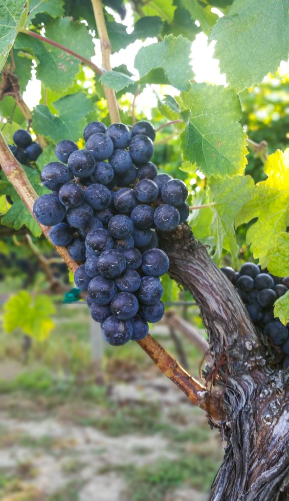 Close-Up Of Grapes Growing In Vineyard