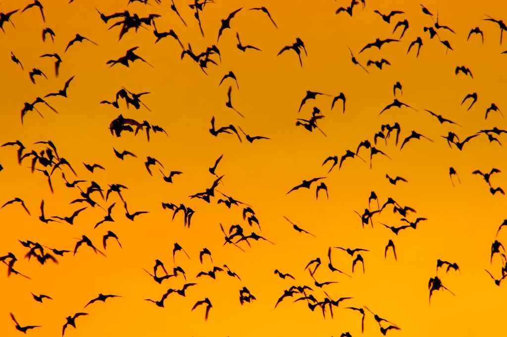 Swarm of Bats on sunset