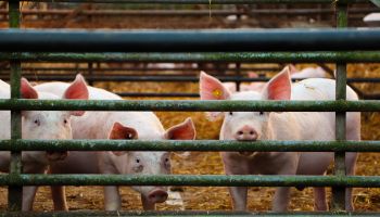 Close-Up Of Pigs In Cage