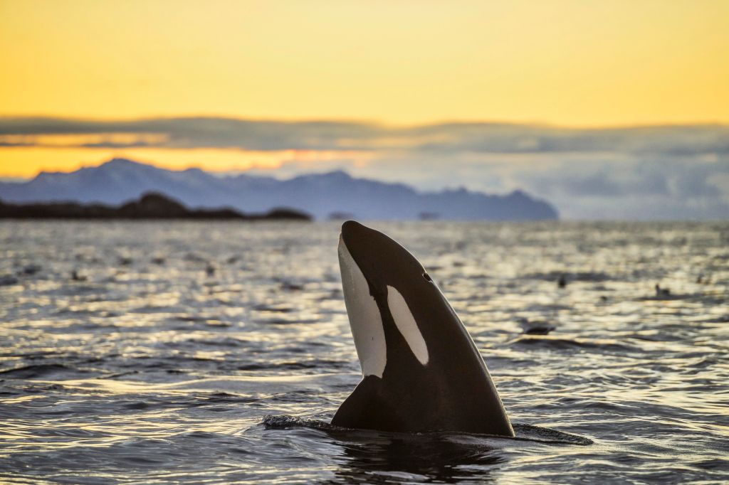 Orca (Orcinus orca) looking out of the water, Spyhopping, sunset, mountains at back, Kaldfjorden, Tromvik, Norway