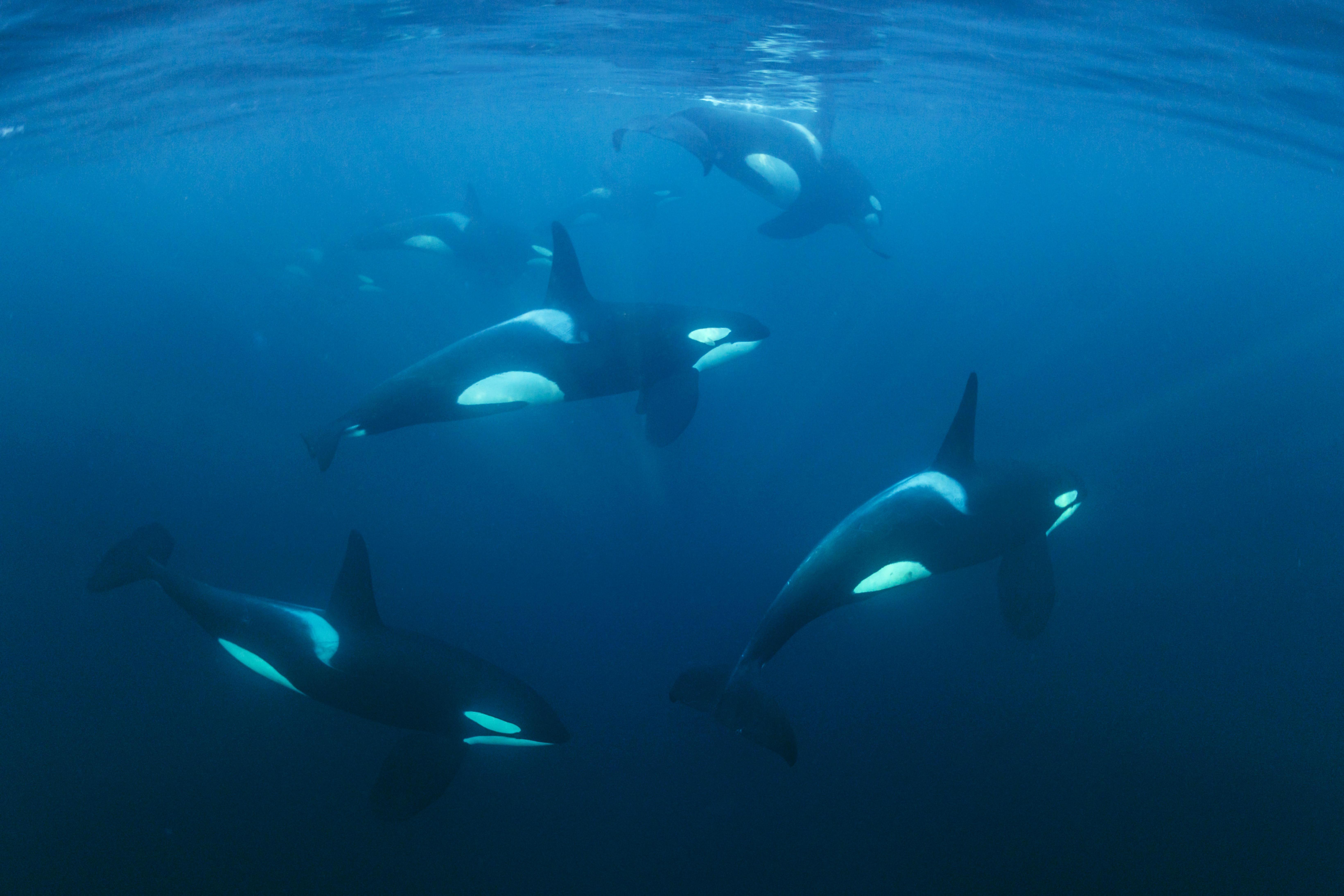 Schools with killer whales (Orcinus orca), Norway, Tromvik, Kaldfjorden