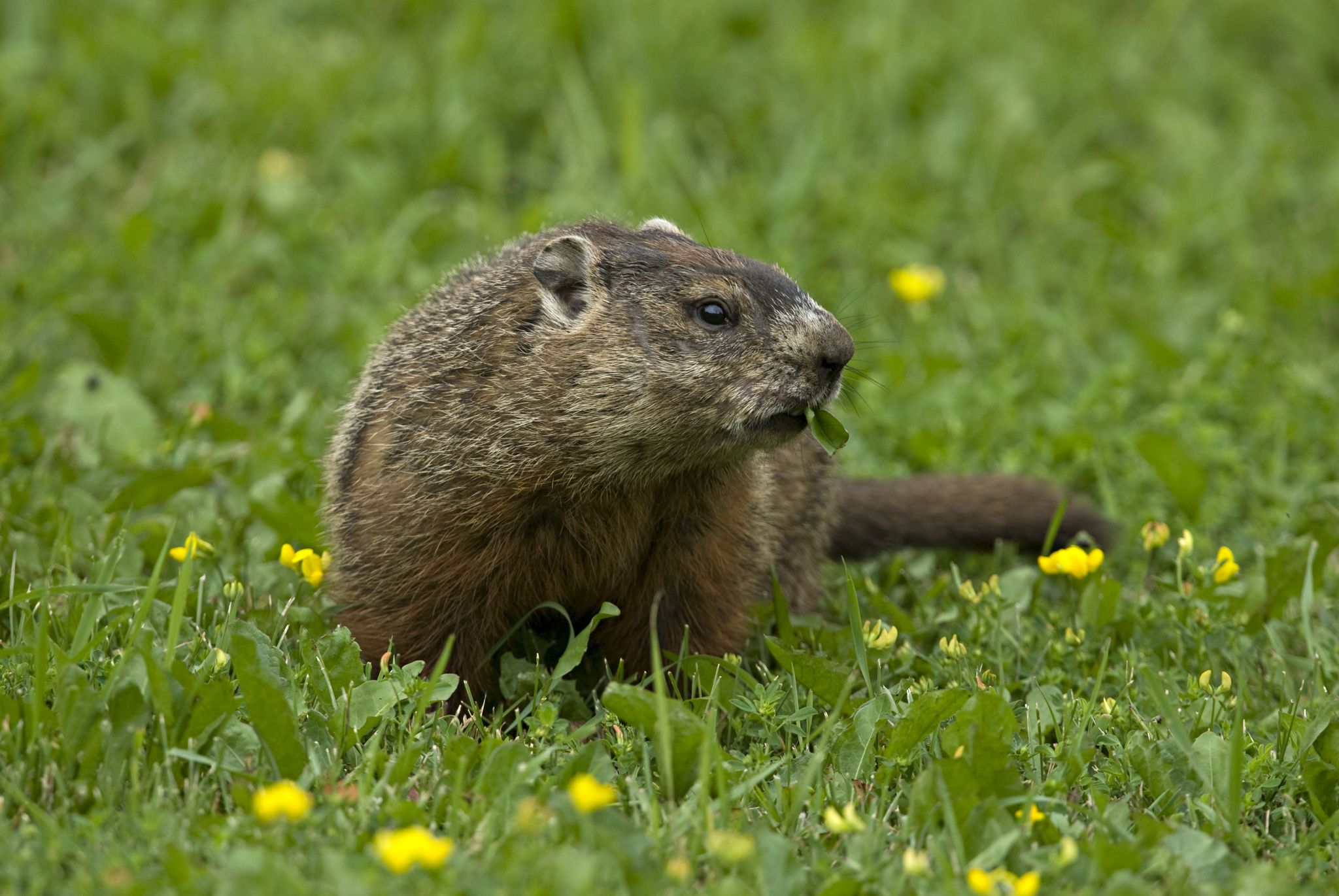 La marmota Phil lo dice el invierno durará seis semanas más