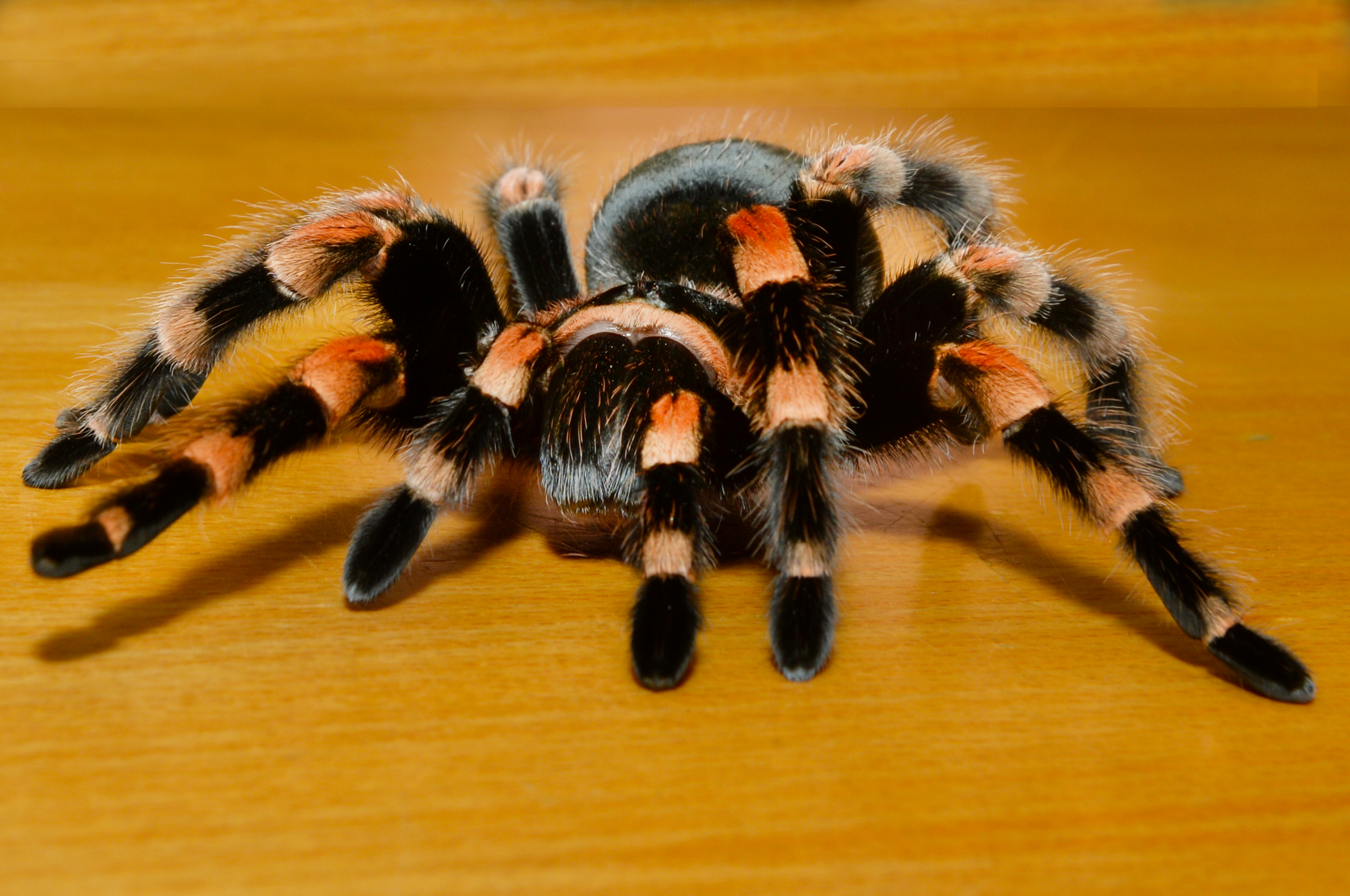 ZSL Whipsnade Zoo grants spider-boy his Halloween wish