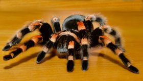 ZSL Whipsnade Zoo grants spider-boy his Halloween wish