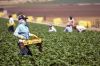 Migrant workers harvesting strawberries