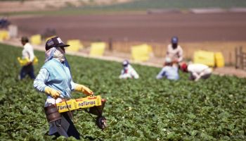 Migrant workers harvesting strawberries
