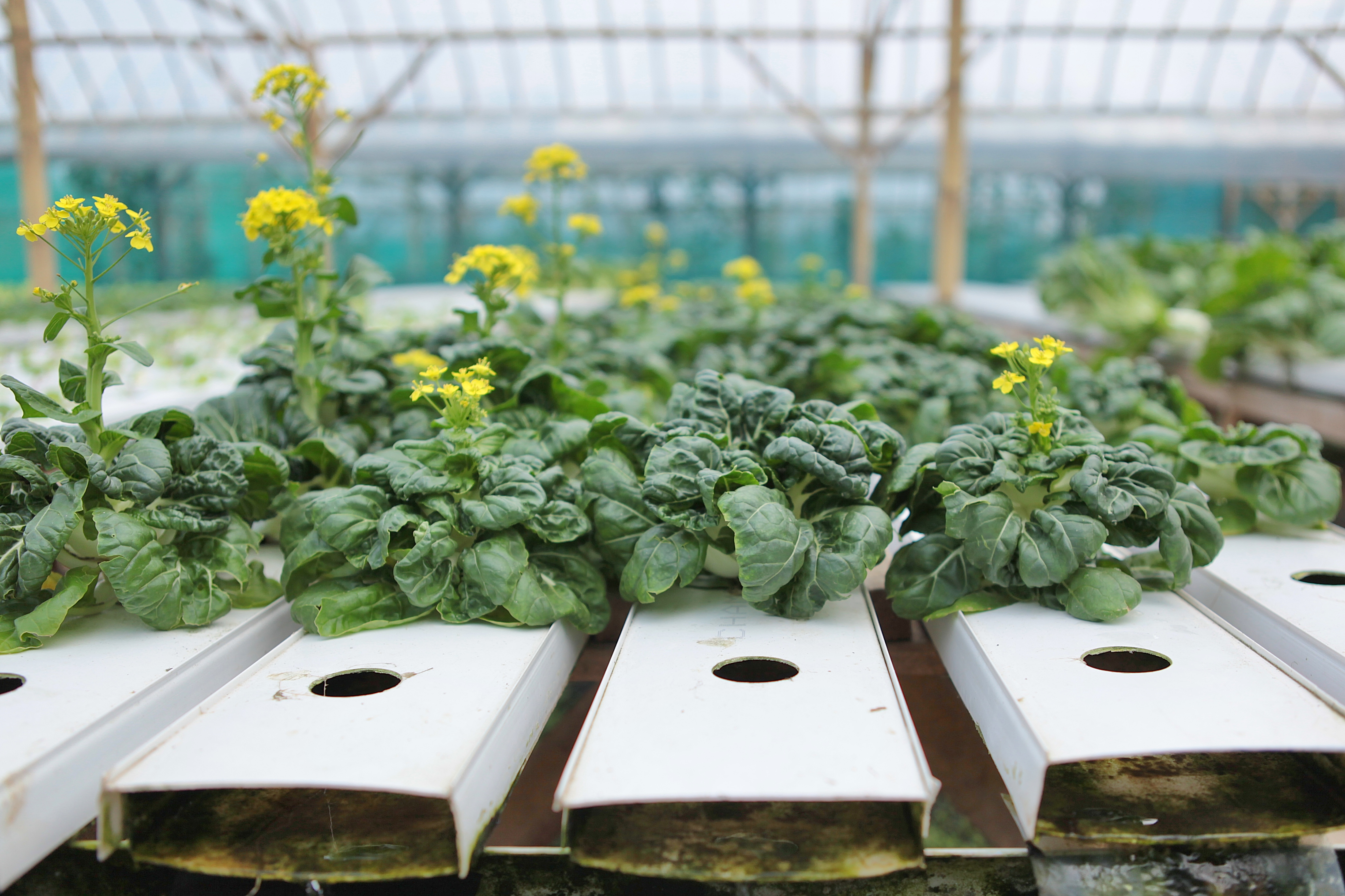 Chinese lettuce seedlings growing in hydroponic farm