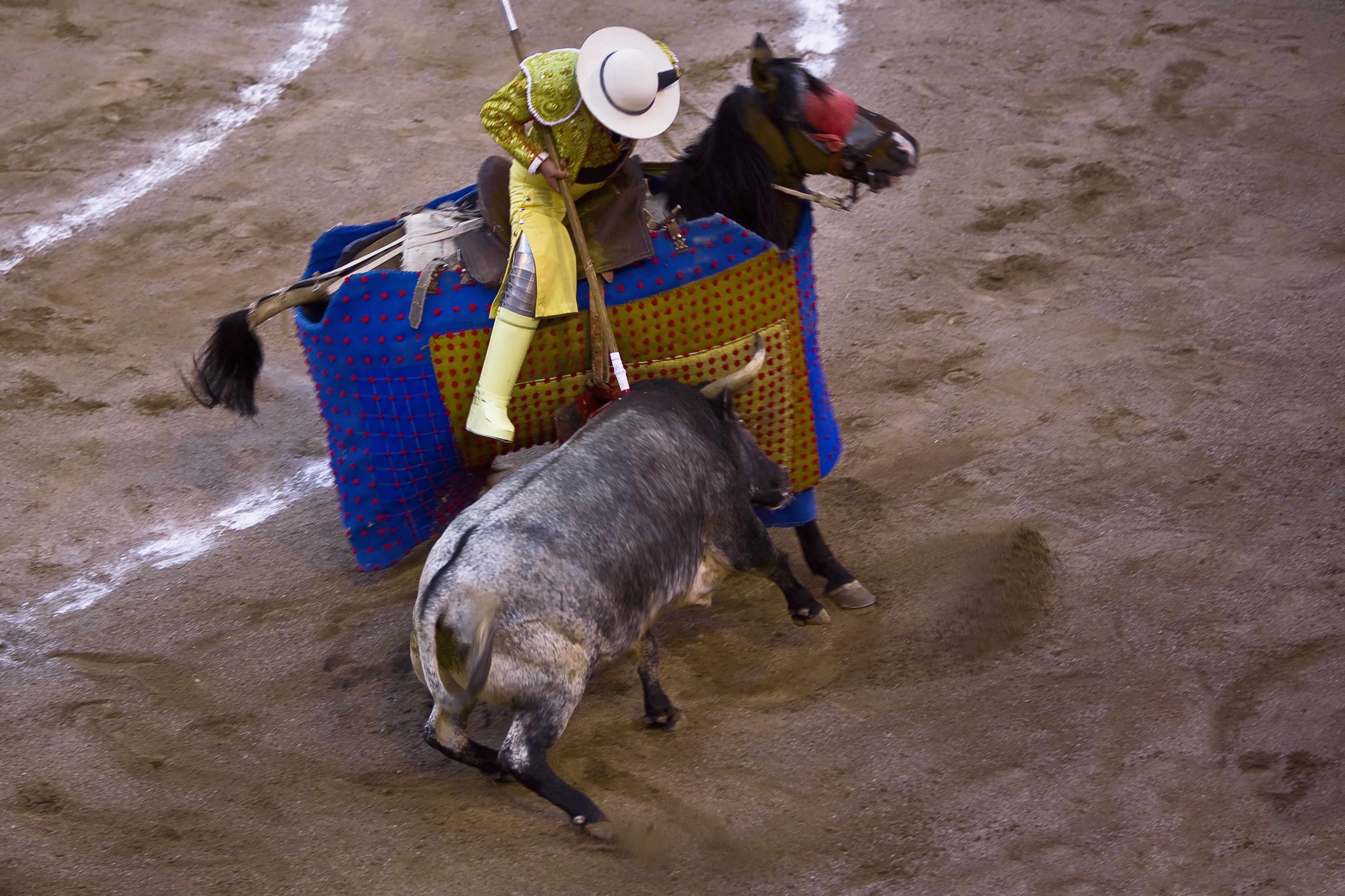 High angle view of a bull fighting, Plaza De Toros San Marcos, Aguascalientes, Mexico