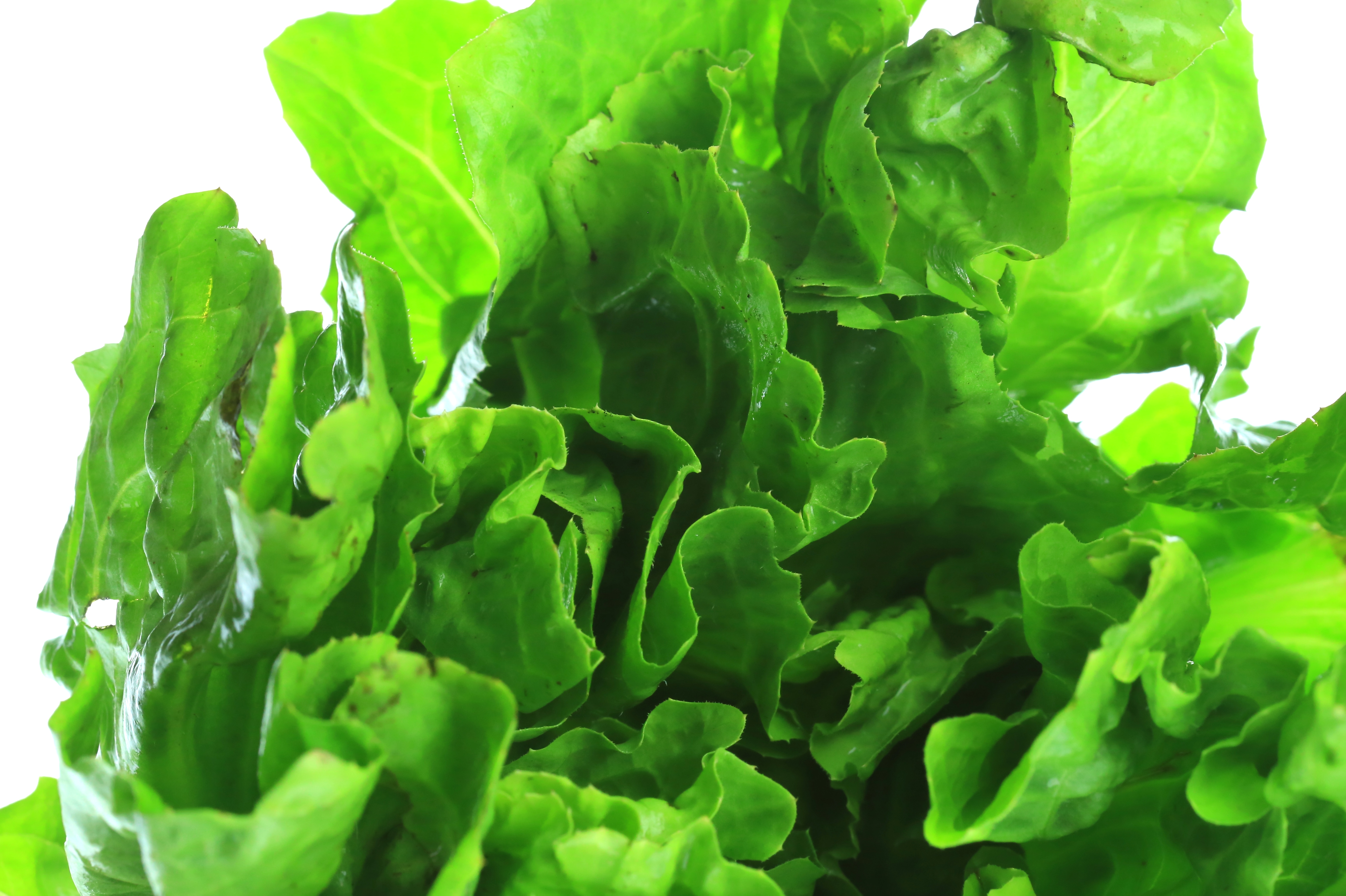 Romaine Lettuce on a white background (Lactuca sativa L. var. longifolia)