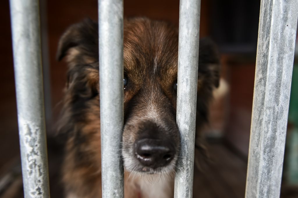 World Animal Day at Paluch animal shelter