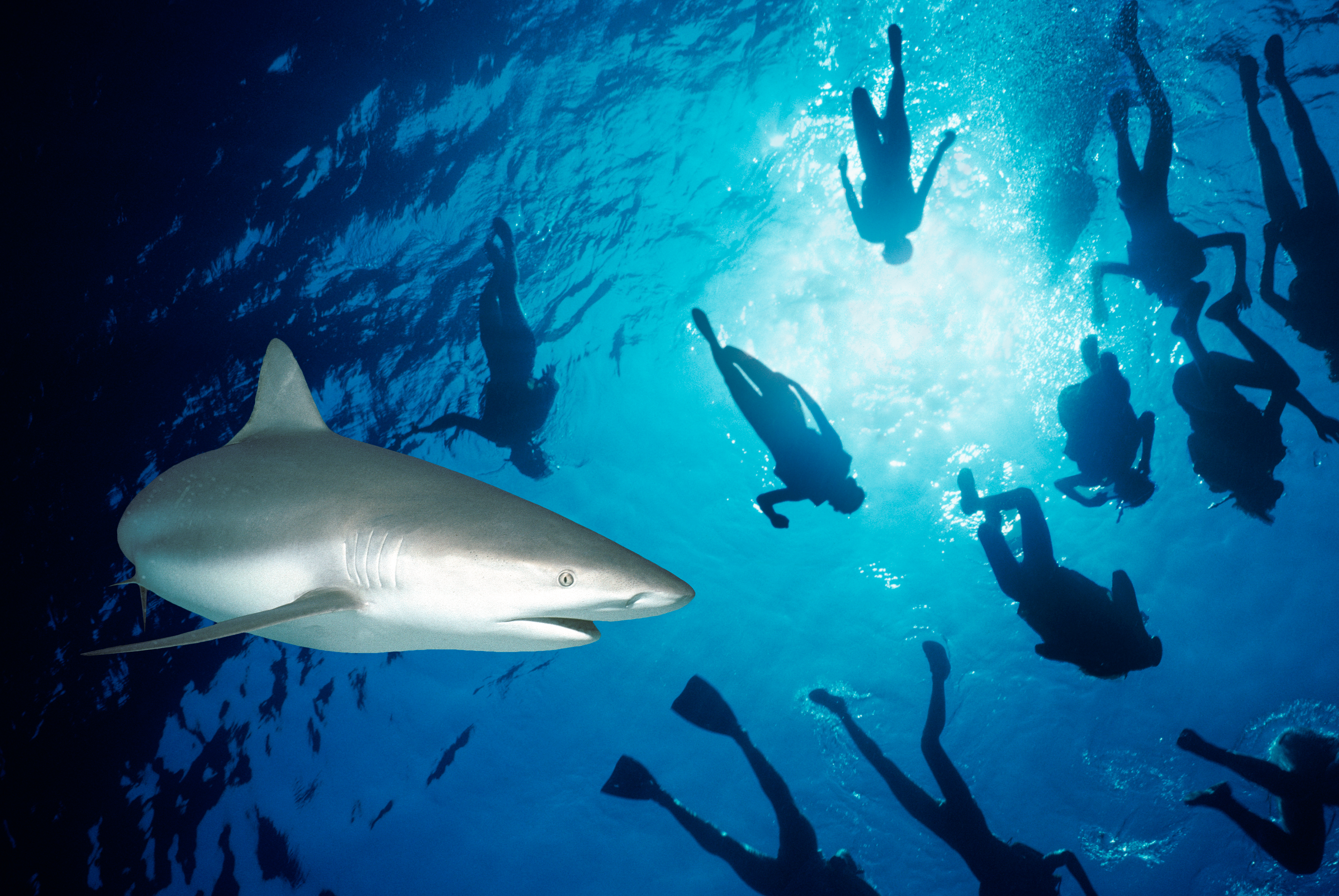 Caribbean Reef Sharks