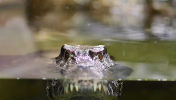 Close-Up Portrait Of Crocodile Swimming In Lake