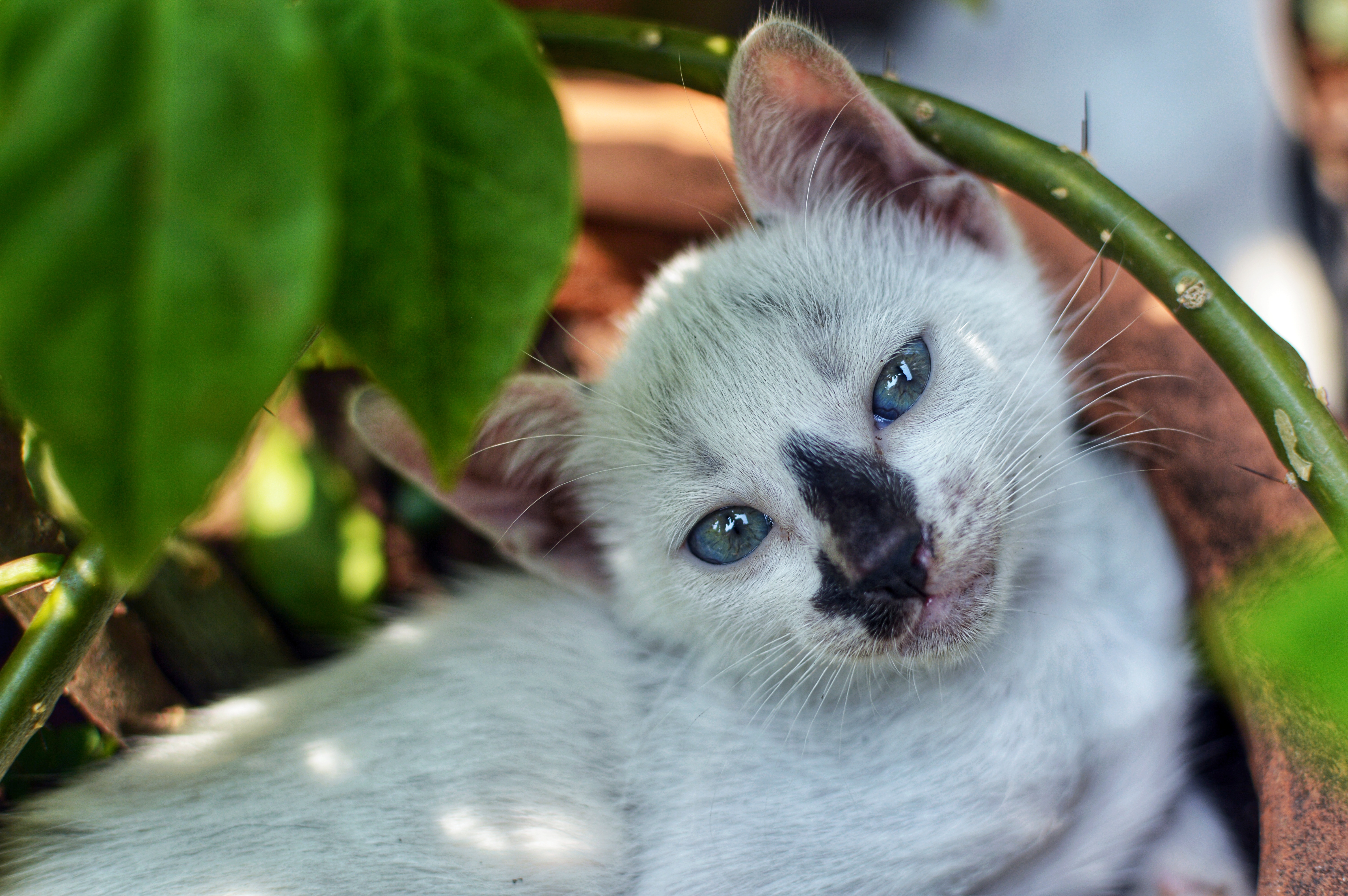 kitten in the garden