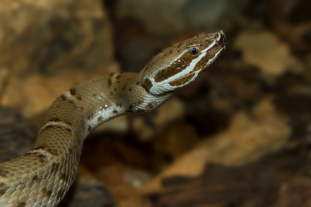Arizona Ridge-nosed Rattlesnake