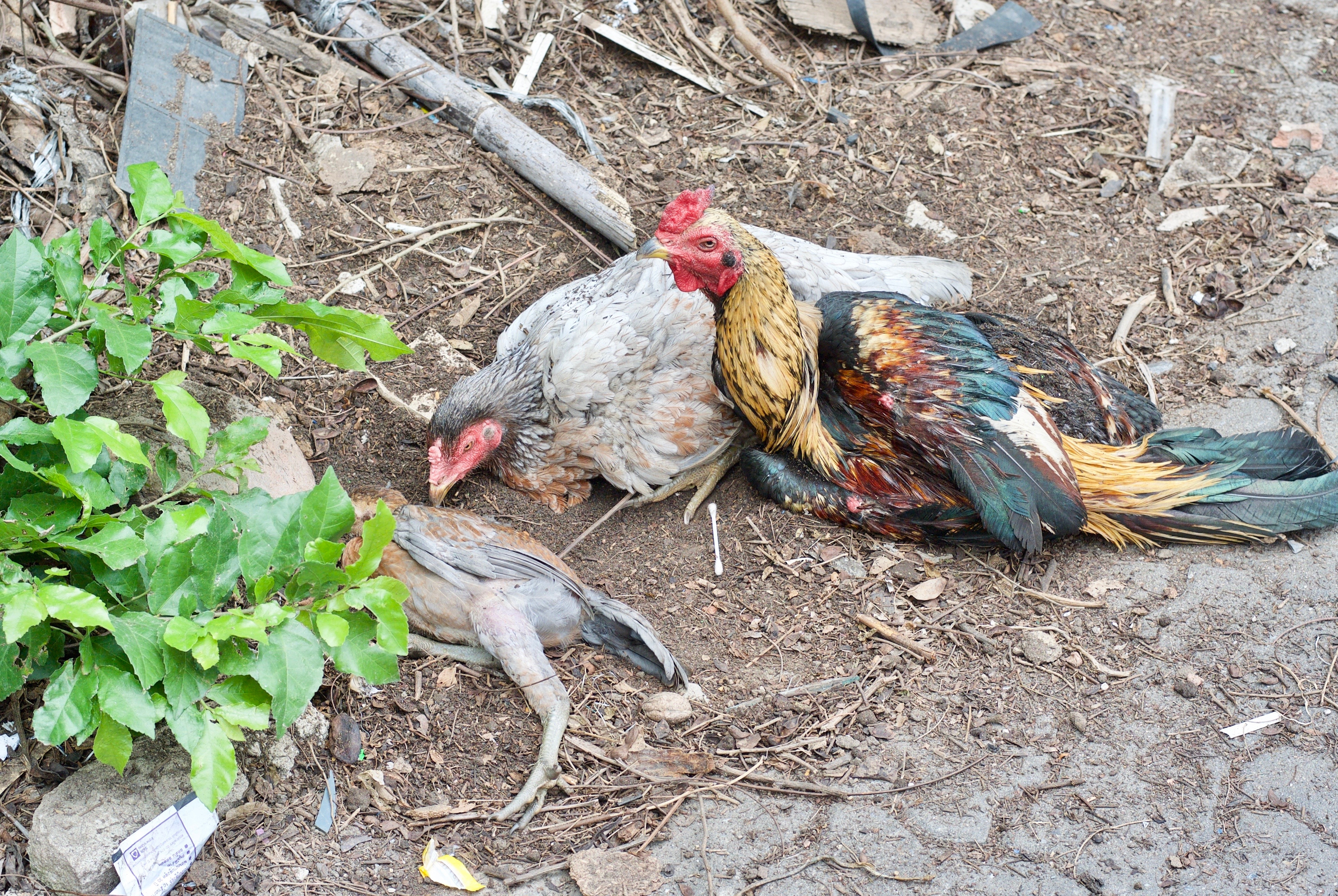 High Angle View Of Hens On Dirt By Plant