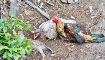 High Angle View Of Hens On Dirt By Plant