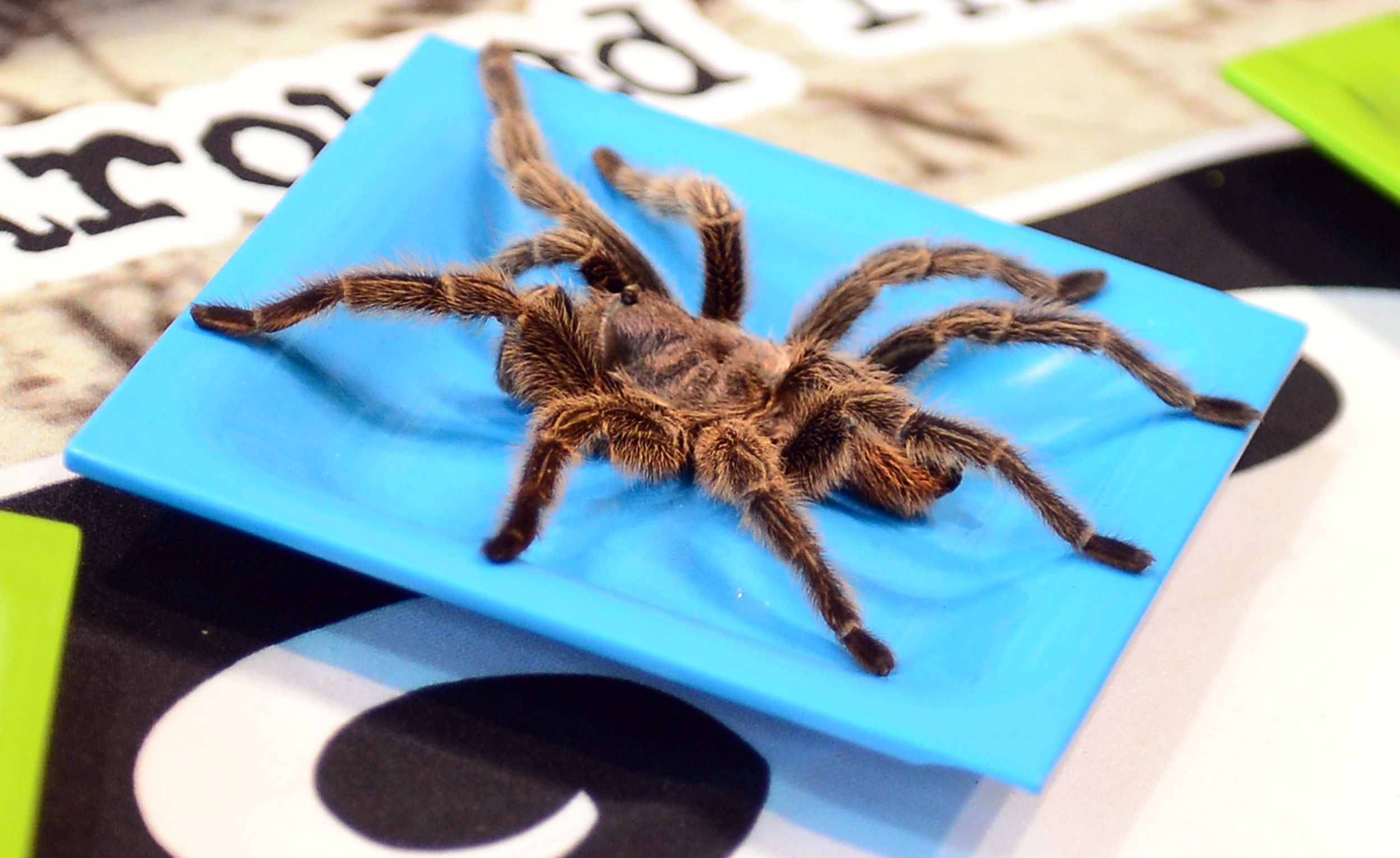 US-ENTERTAINMENT-BUGS-FOOD