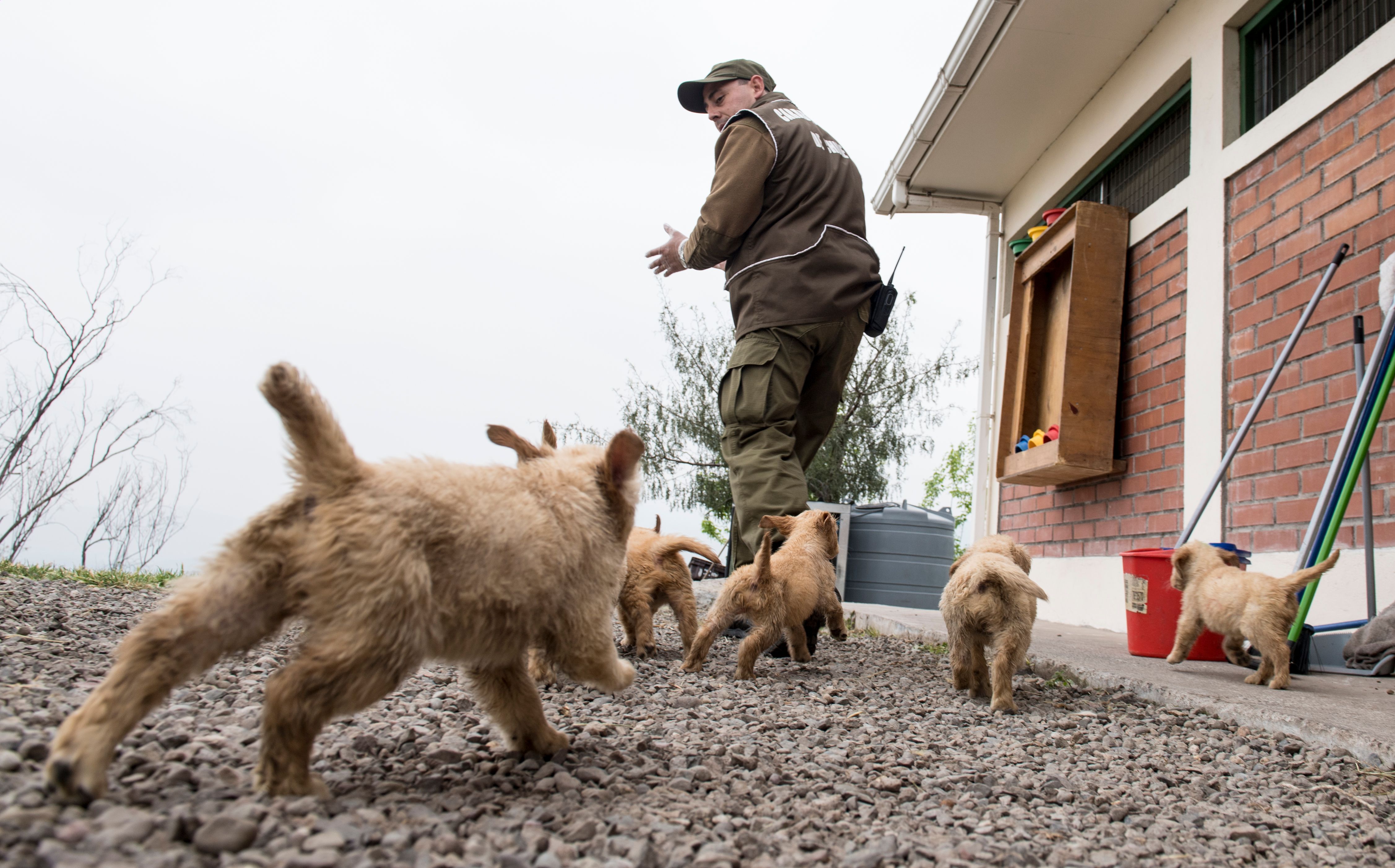 CHILE-POLICE-DOGS-TRAINING