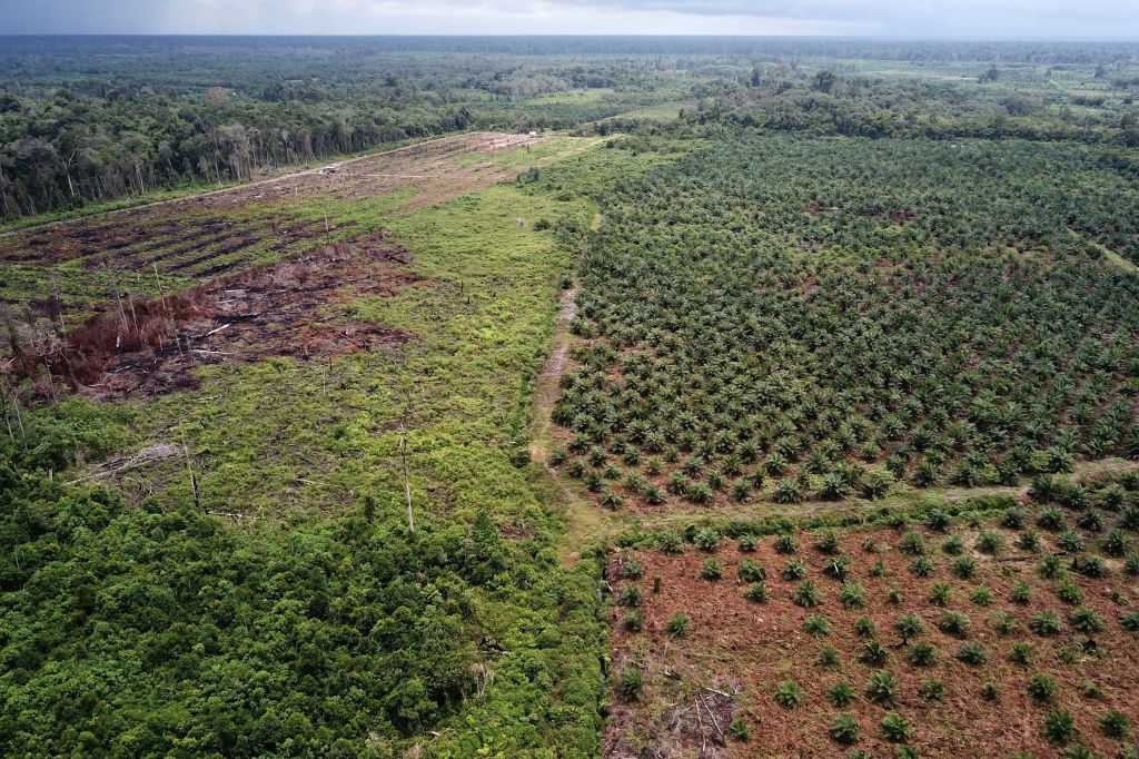 INDONESIA-ENVIRONMENT-FOREST-PALM-OIL