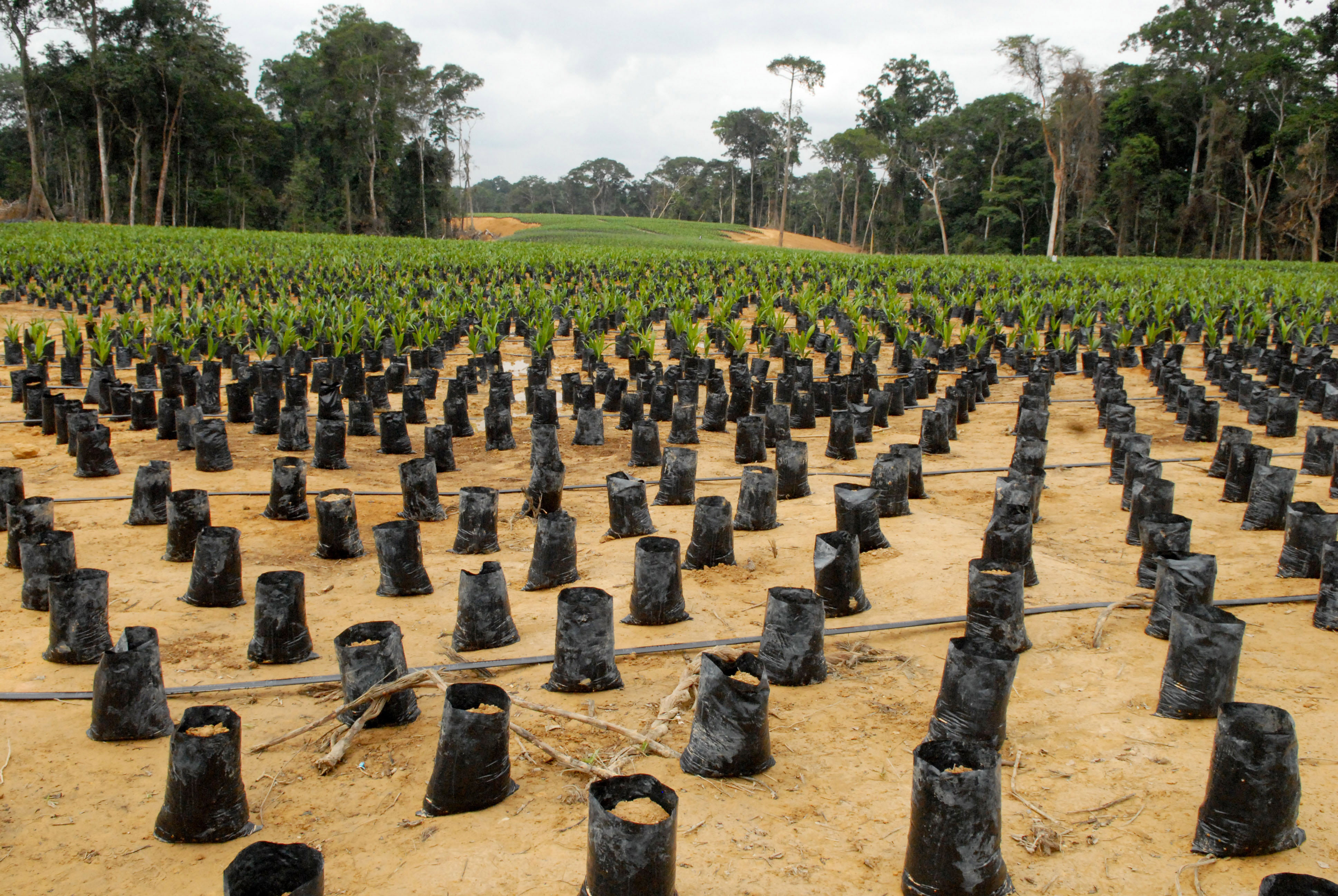 GABON-SINGAPORE-ECONOMY-AGRICULTURE