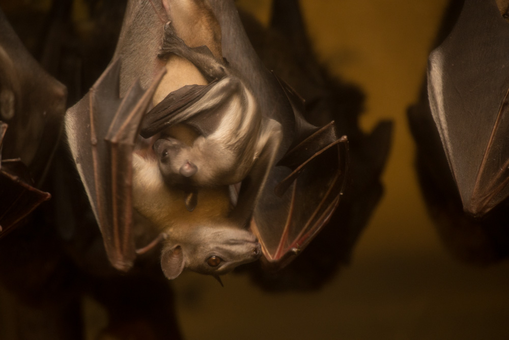 Pictures of Fruit Bat Baby Will Turn Your Frown Upside Down